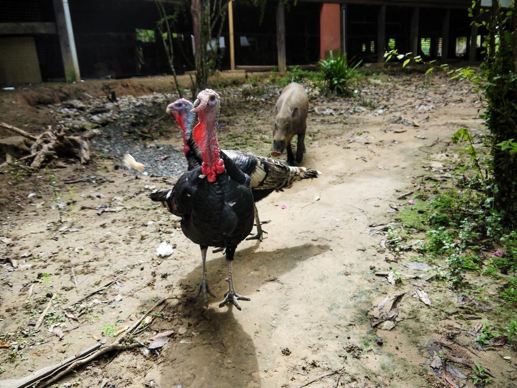 Bilit Rainforest Lodge Sandakan Buitenkant foto